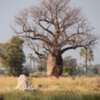 Baobob Tree Botswana 2