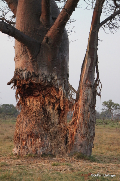 Baobob Tree Botswana 3