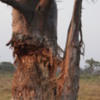 Baobob Tree Botswana 3