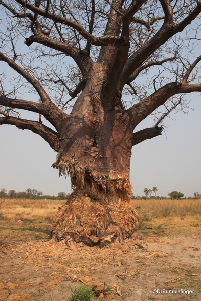 Baobob Tree Botswana 4