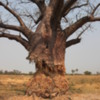 Baobob Tree Botswana 4