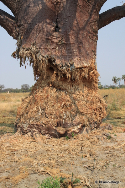 Baobob Tree Botswana 5