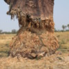 Baobob Tree Botswana 5