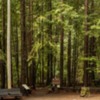 Armstrong Redwoods-1