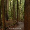 Armstrong Redwoods-2