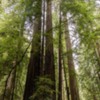 Armstrong Redwoods-4