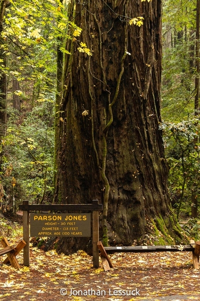 Armstrong Redwoods-6