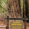 Armstrong Redwoods-14