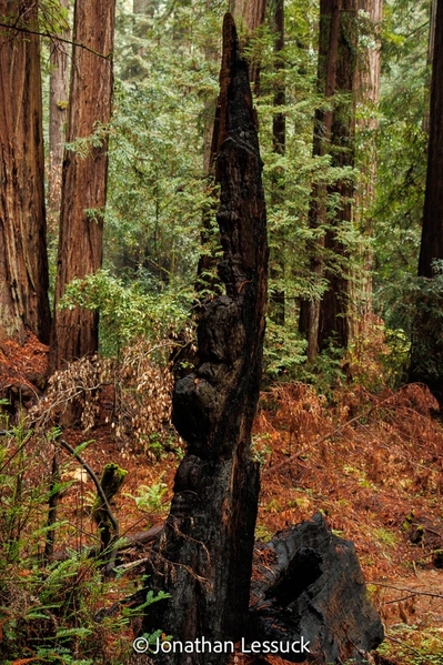 Armstrong Redwoods-15