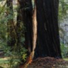 Armstrong Redwoods-19