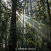 Armstrong Redwoods-22