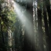 Armstrong Redwoods-25