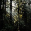 Armstrong Redwoods-28