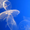 00 Monterey Bay Aquarium.  Moon jelly