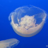 03 Monterey Bay Aquarium.  Moon jelly