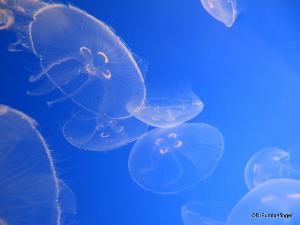 04 Monterey Bay Aquarium. Moon jelly