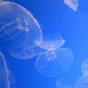 04 Monterey Bay Aquarium.  Moon jelly