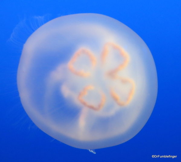 05 Monterey Bay Aquarium. Moon jelly