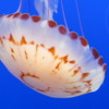 06 Monterey Bay Aquarium.  Purple-striped jelly