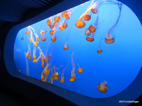 07 Monterey Bay Aquarium. Sea Nettle