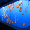 07 Monterey Bay Aquarium.  Sea Nettle