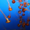 08 Monterey Bay Aquarium.  Sea Nettle