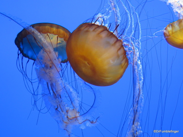 09 Monterey Bay Aquarium. Sea Nettle