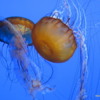 09 Monterey Bay Aquarium.  Sea Nettle