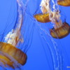 10 Monterey Bay Aquarium.  Sea Nettle