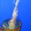 11 Monterey Bay Aquarium.  Sea Nettle