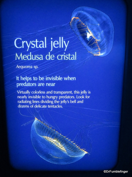 11a Monterey Bay Aquarium. Crystal Jelly