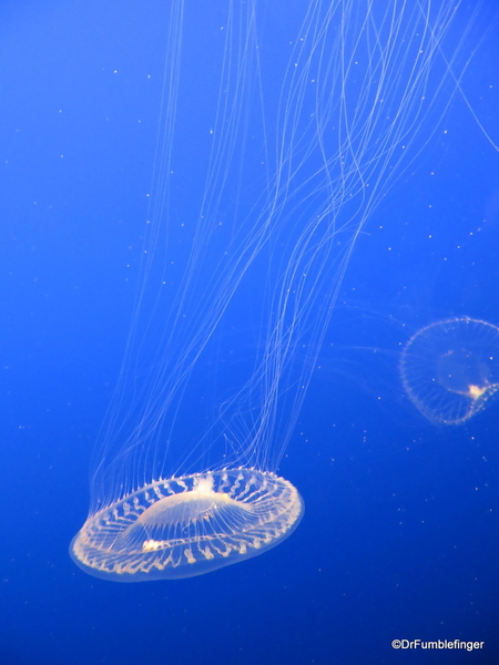 13 Monterey Bay Aquarium. Crystal Jelly