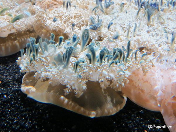 15 Monterey Bay Aquarium. Upside Down Jelly