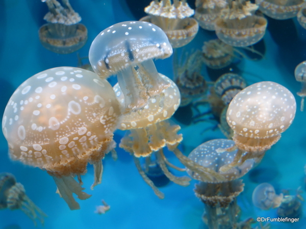 16 Monterey Bay Aquarium. Spotted Jelly