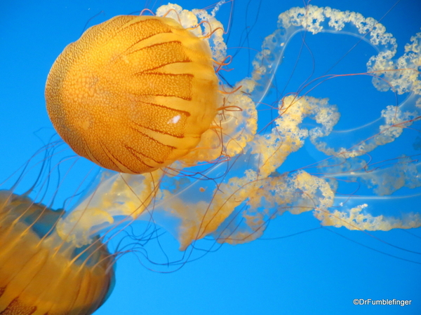 17 Monterey Bay Aquarium. South American Sea Nettle