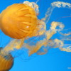 17 Monterey Bay Aquarium.  South American Sea Nettle