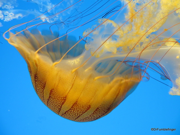 18 Monterey Bay Aquarium. South American Sea Nettle