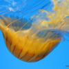 18 Monterey Bay Aquarium.  South American Sea Nettle