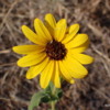 Wild sunflower, Idaho