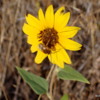 Wild sunflower, Idaho