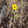 Wild sunflower, Idaho