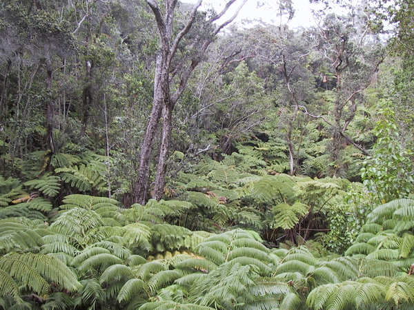 volcano-ferns