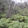 volcano-ferns