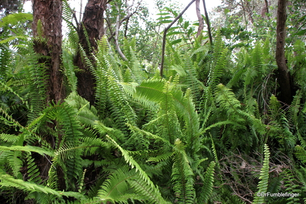 POD-05b-Ferns-Volcano-House