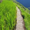 Walled terrace in Batad Rice Terraces