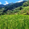 Maturing rice in the paddies