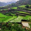 Rice terraces