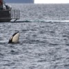 Orca as seen on the whale-watching cruise.