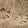 -Lion-prints