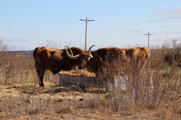 Palo Duro Canyon Park - Longhorns